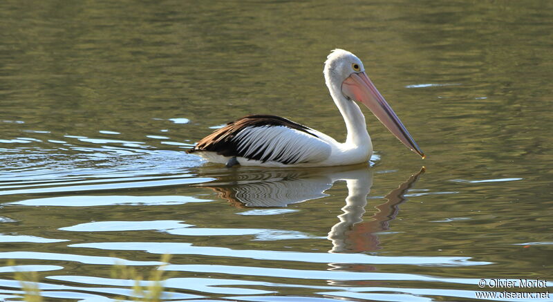 Australian Pelican