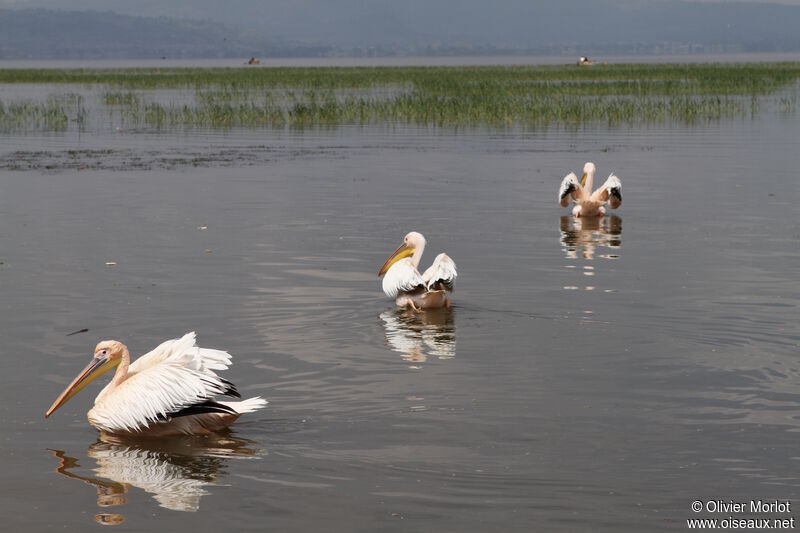 Great White Pelican