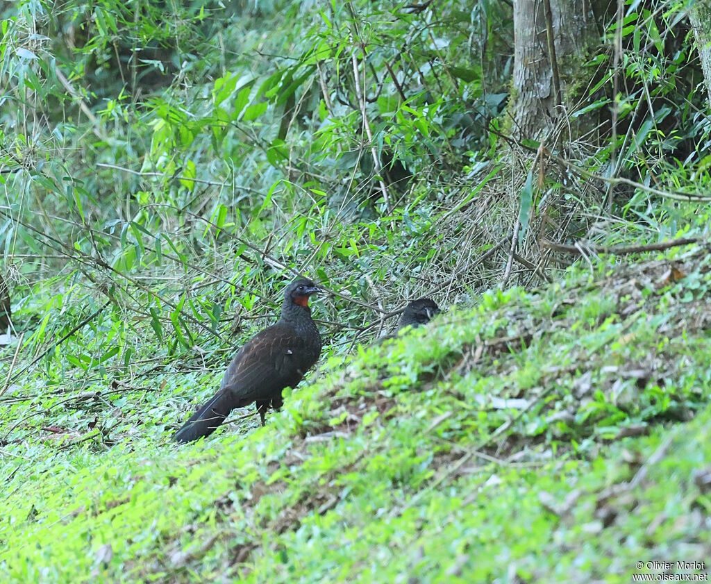 Rusty-margined Guan