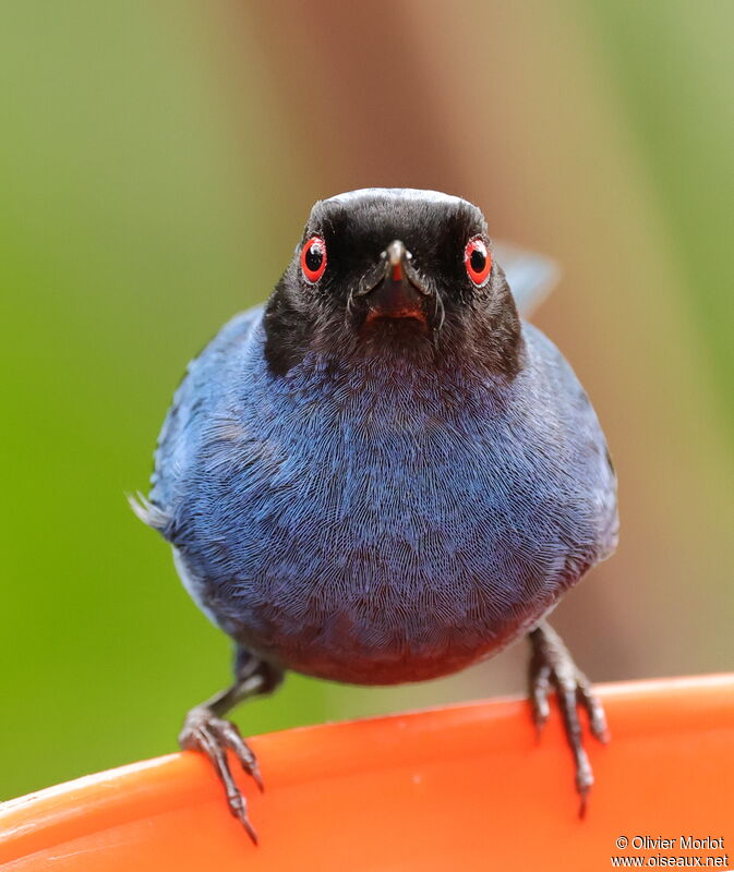 Masked Flowerpiercer