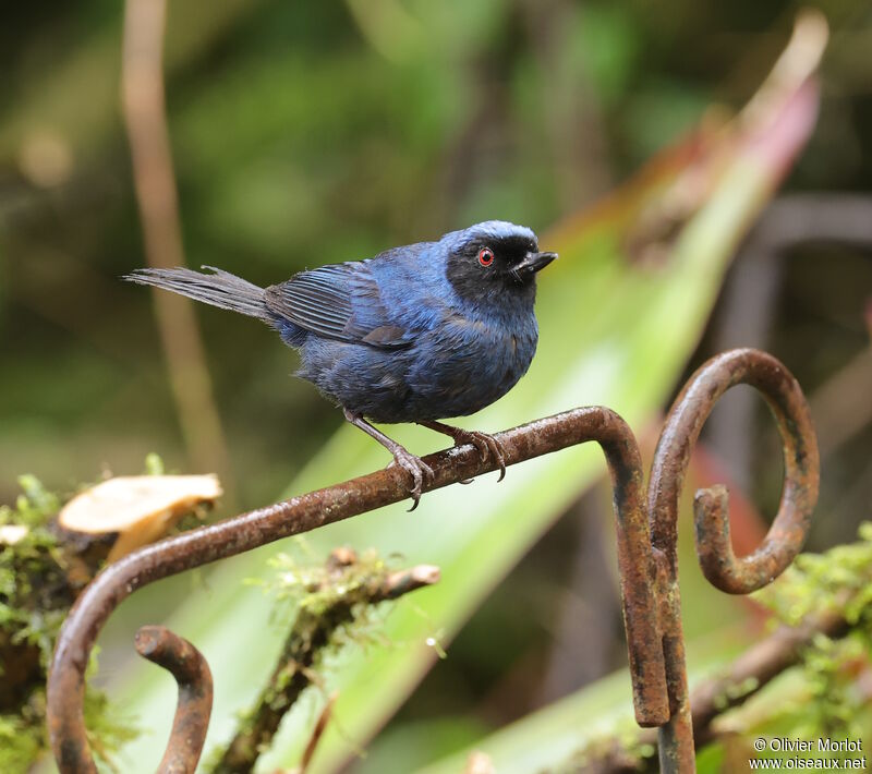 Masked Flowerpiercer