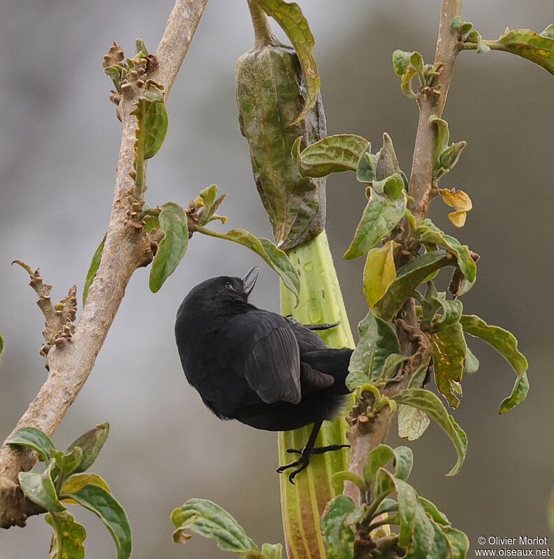 Black Flowerpiercer