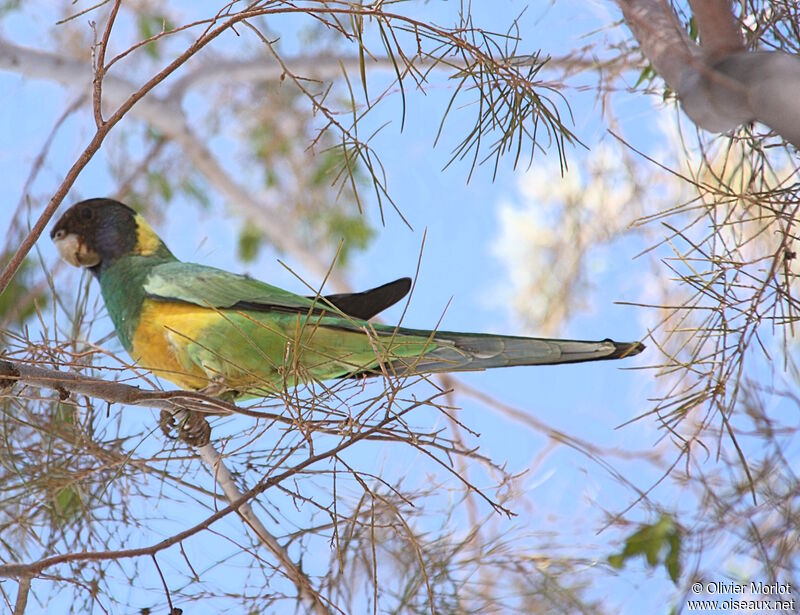 Australian Ringneck