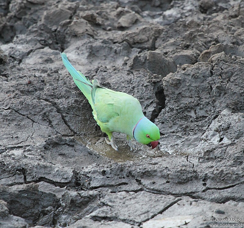 Rose-ringed Parakeet