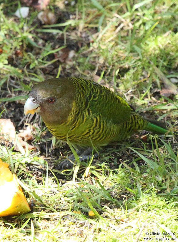 Brehm's Tiger Parrot female