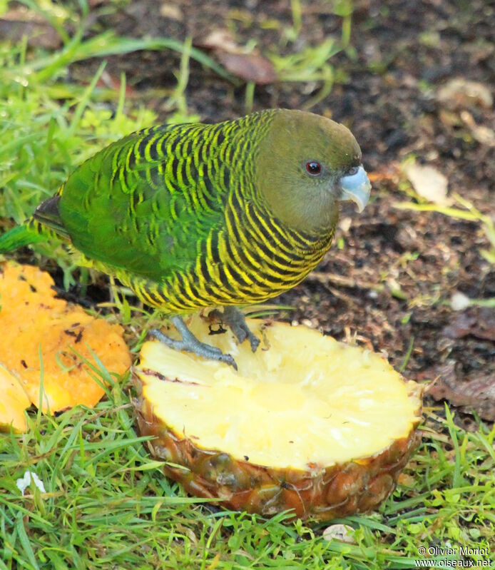 Brehm's Tiger Parrot female