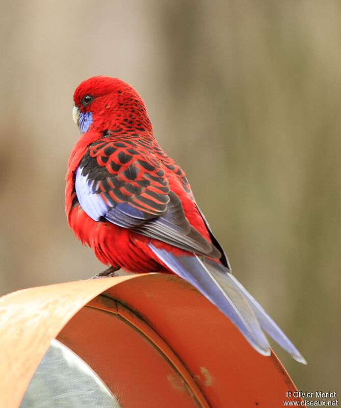 Crimson Rosella