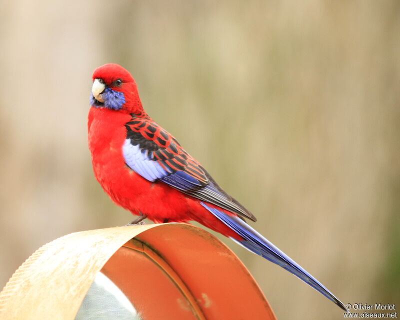 Crimson Rosella