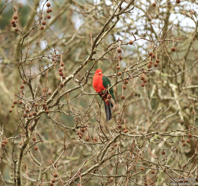 Australian King Parrot