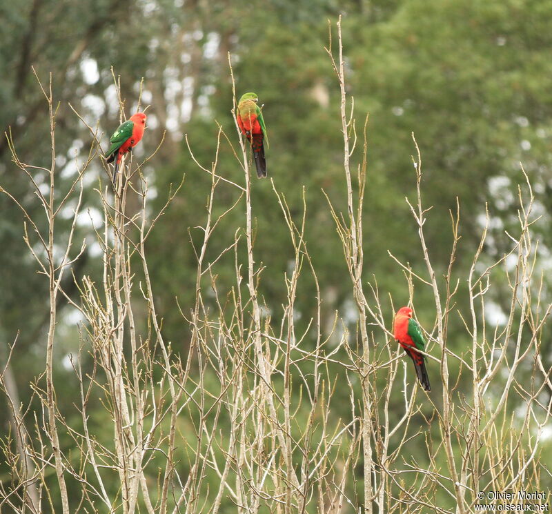 Australian King Parrot