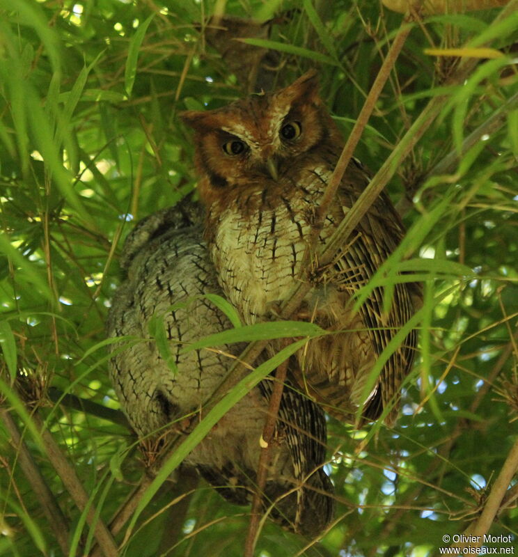 Tropical Screech Owl