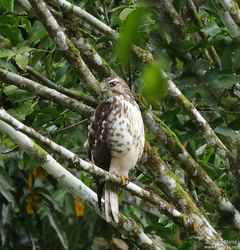 Broad-winged Hawk