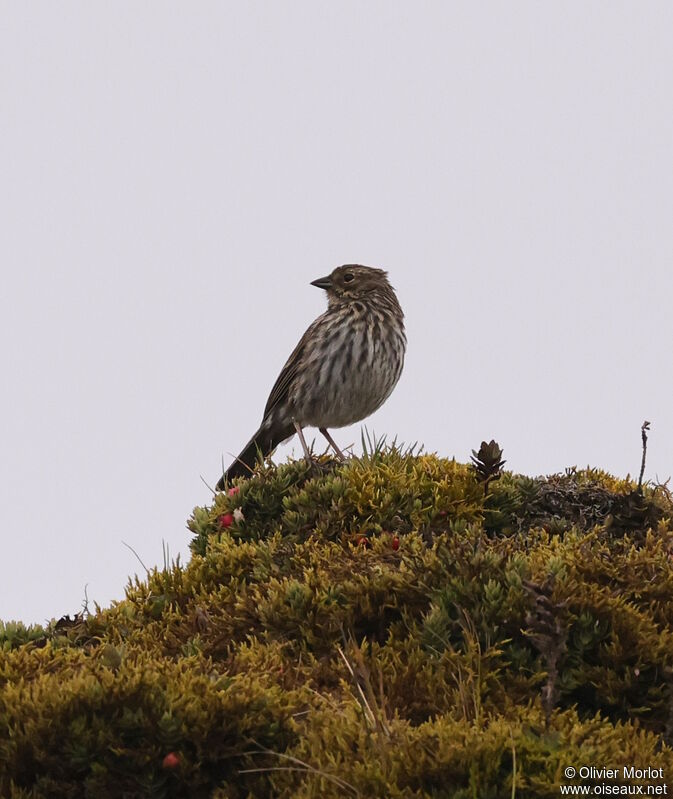 Phrygile gris-de-plomb femelle