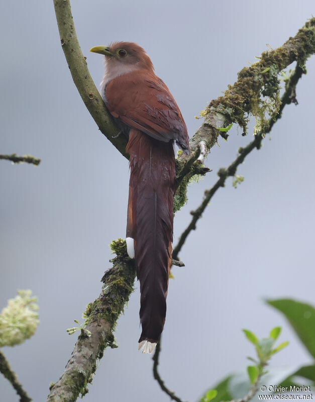 Piaye écureuil