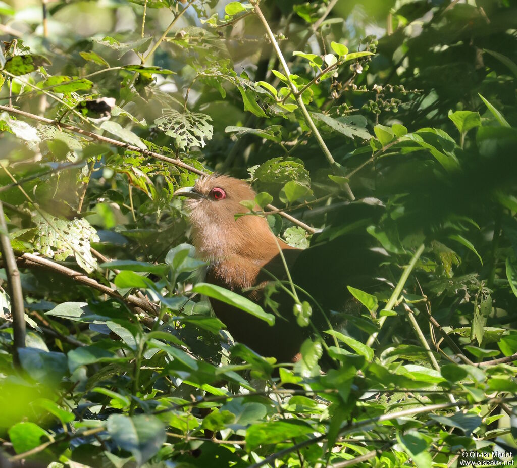 Piaye écureuil
