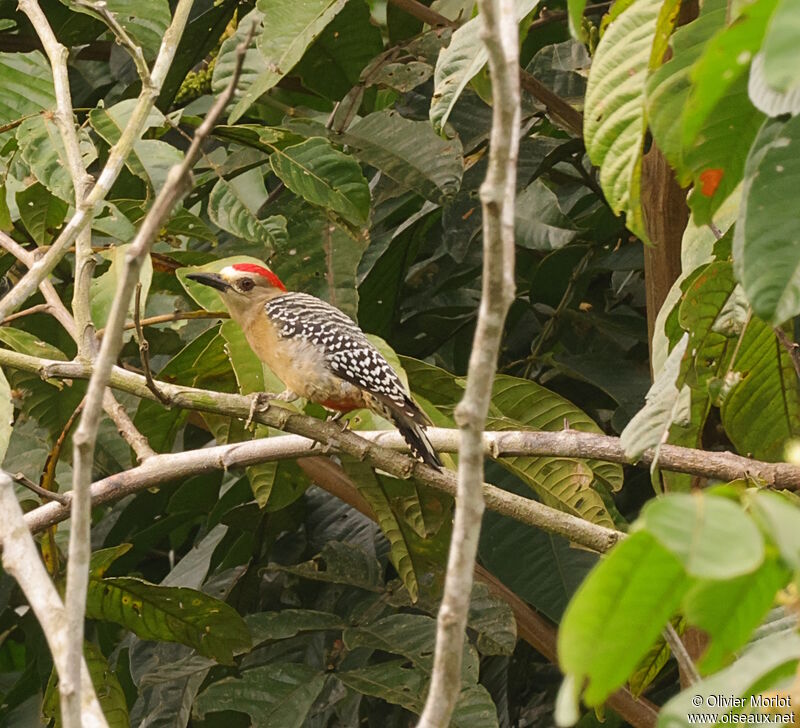 Red-crowned Woodpecker male