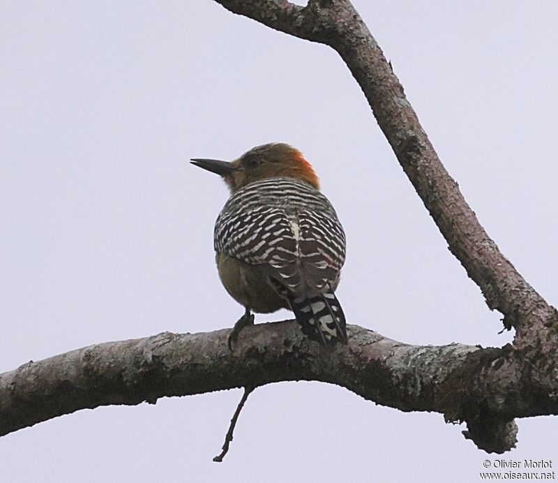 Red-crowned Woodpecker male