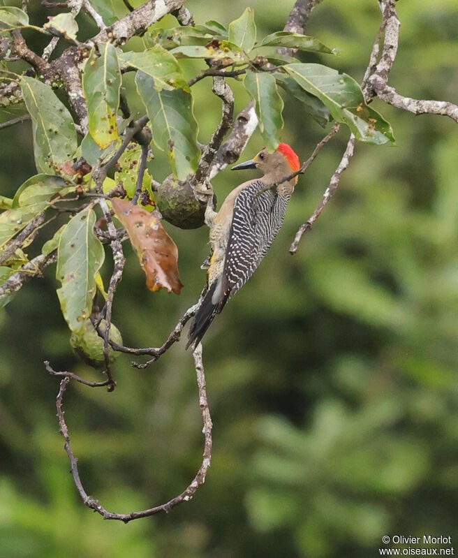 Golden-fronted Woodpecker