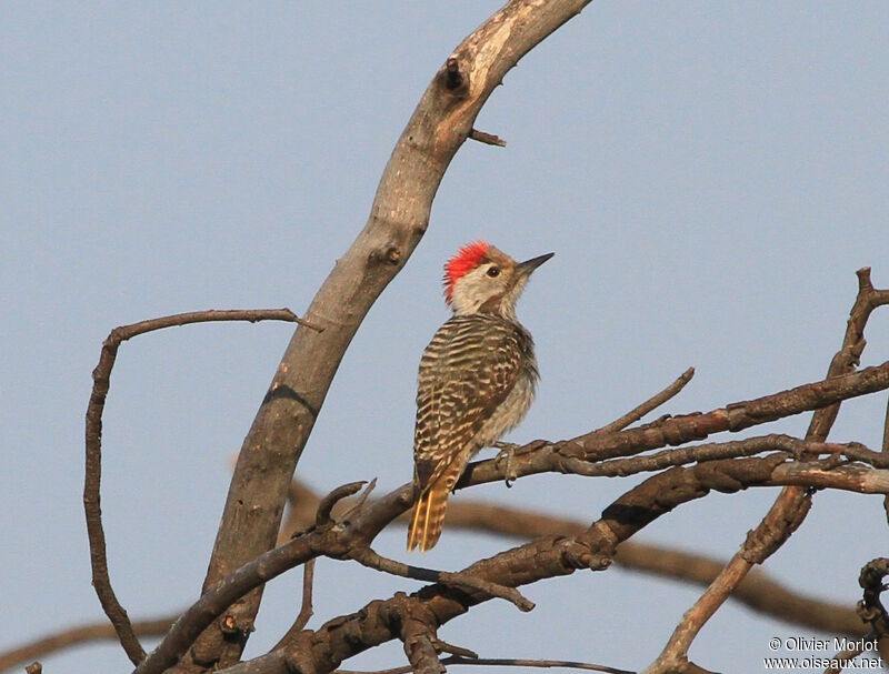 Cardinal Woodpecker male