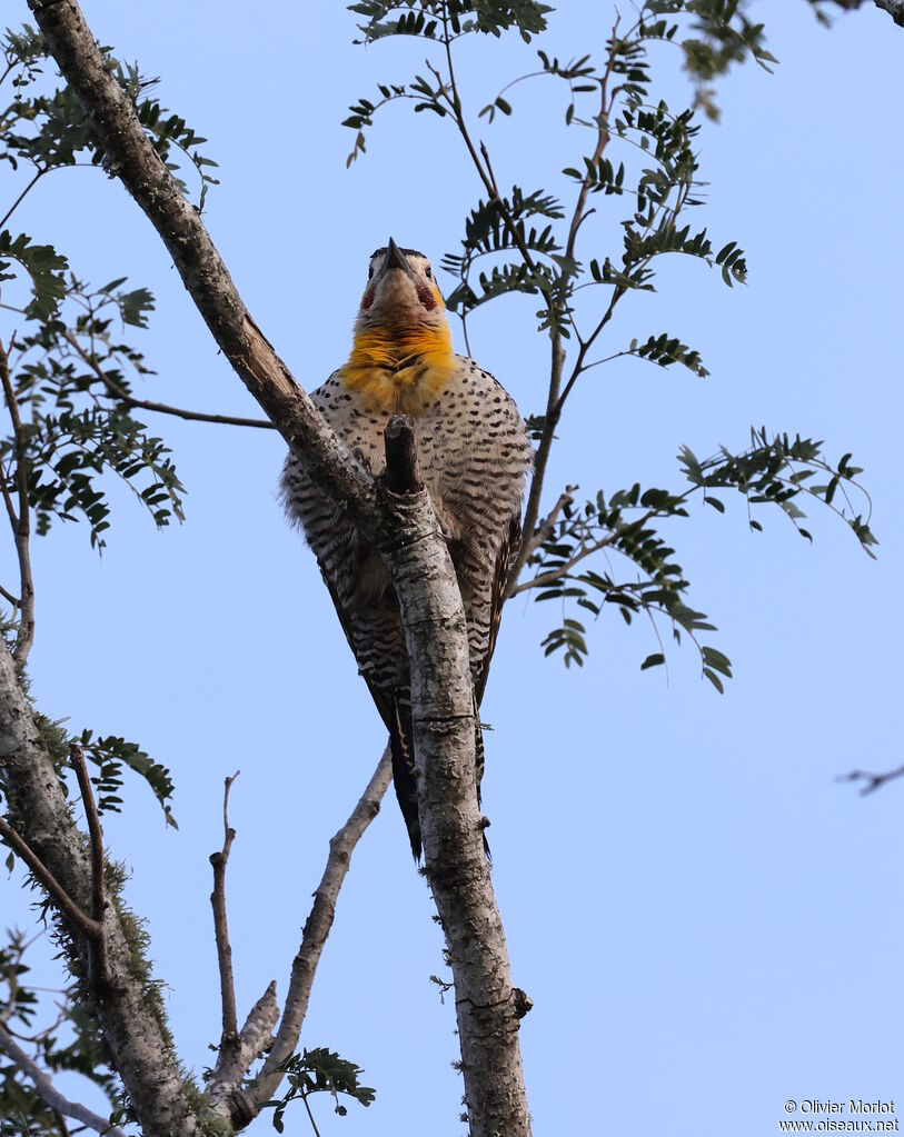Campo Flicker