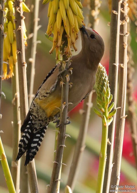 Gila Woodpecker male