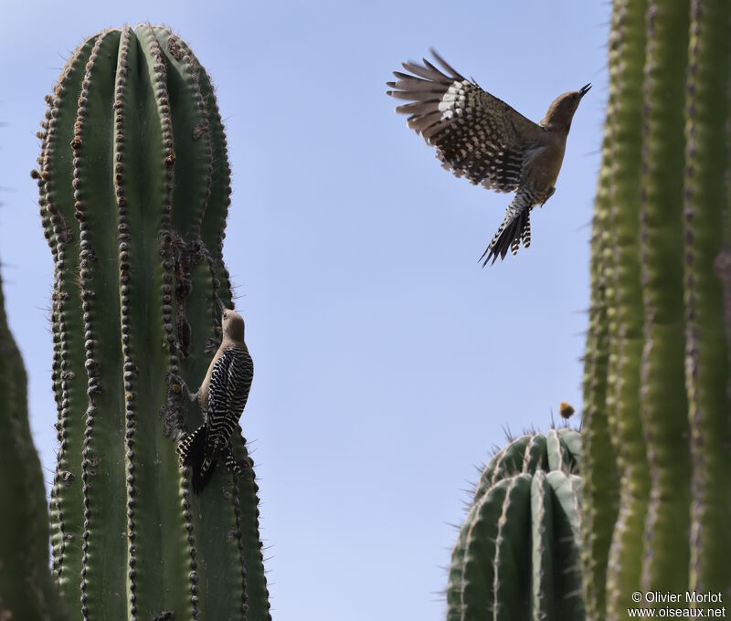 Pic des saguaros femelle