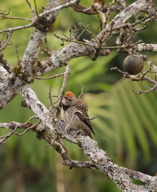 Northern Flicker