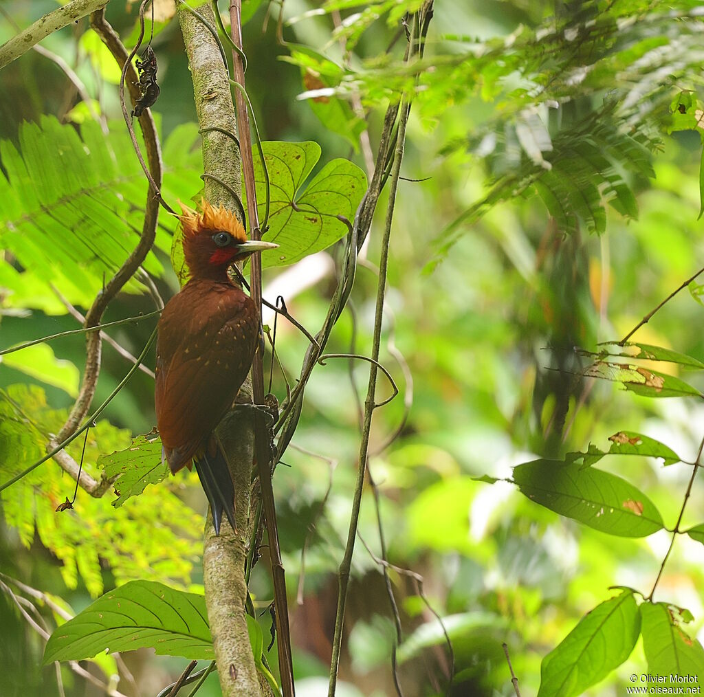 Chestnut Woodpecker