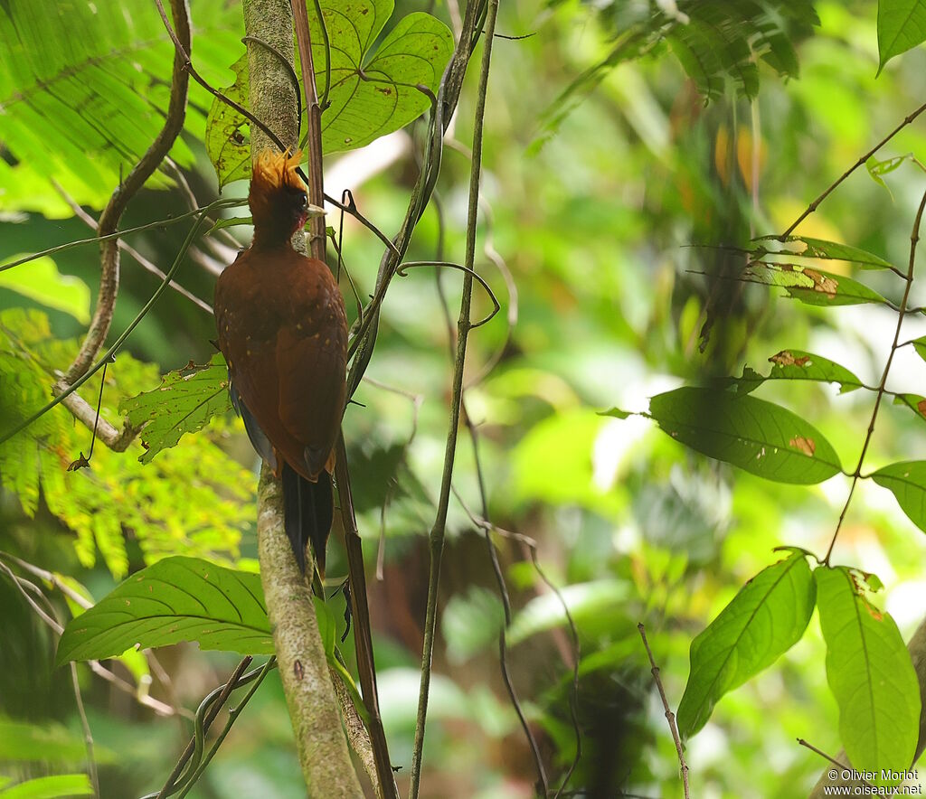 Chestnut Woodpecker