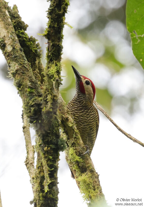 Golden-olive Woodpecker