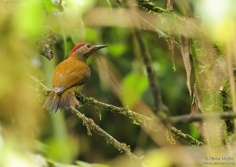 Golden-olive Woodpecker