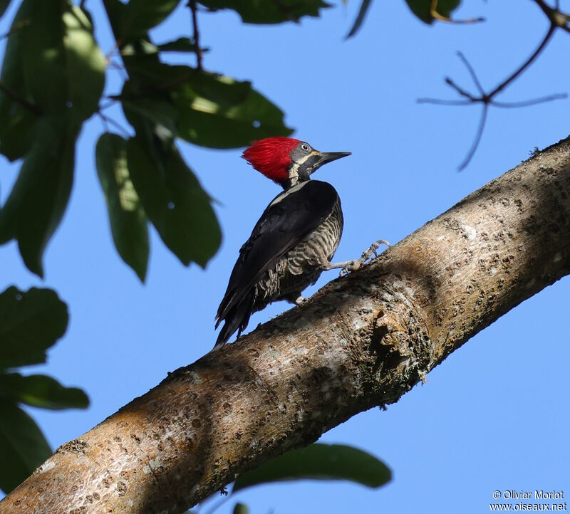 Lineated Woodpecker female