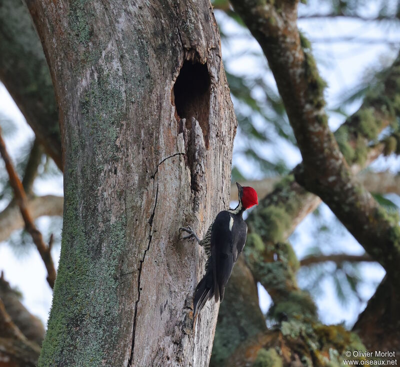 Lineated Woodpecker female