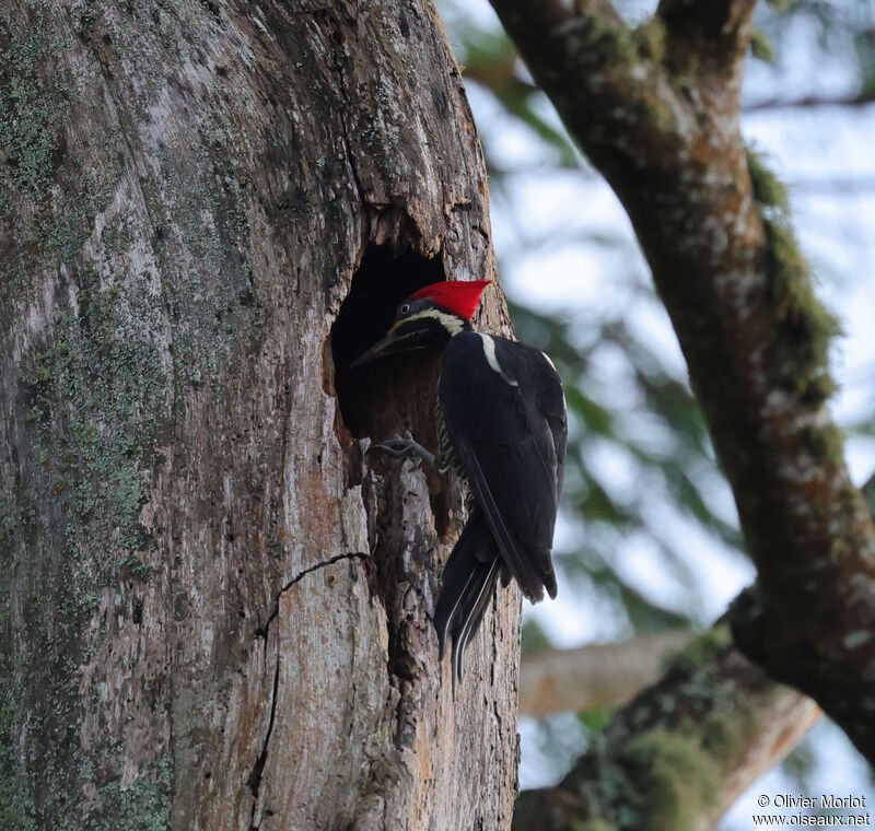 Lineated Woodpecker female