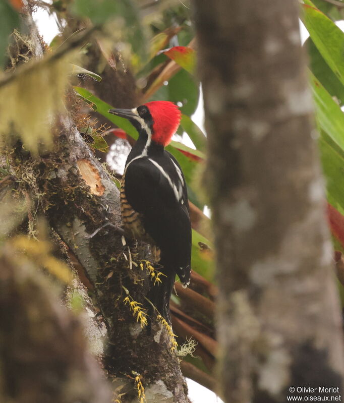 Powerful Woodpecker