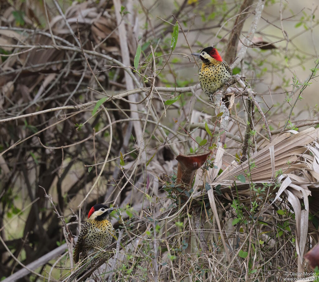 Green-barred Woodpeckeradult
