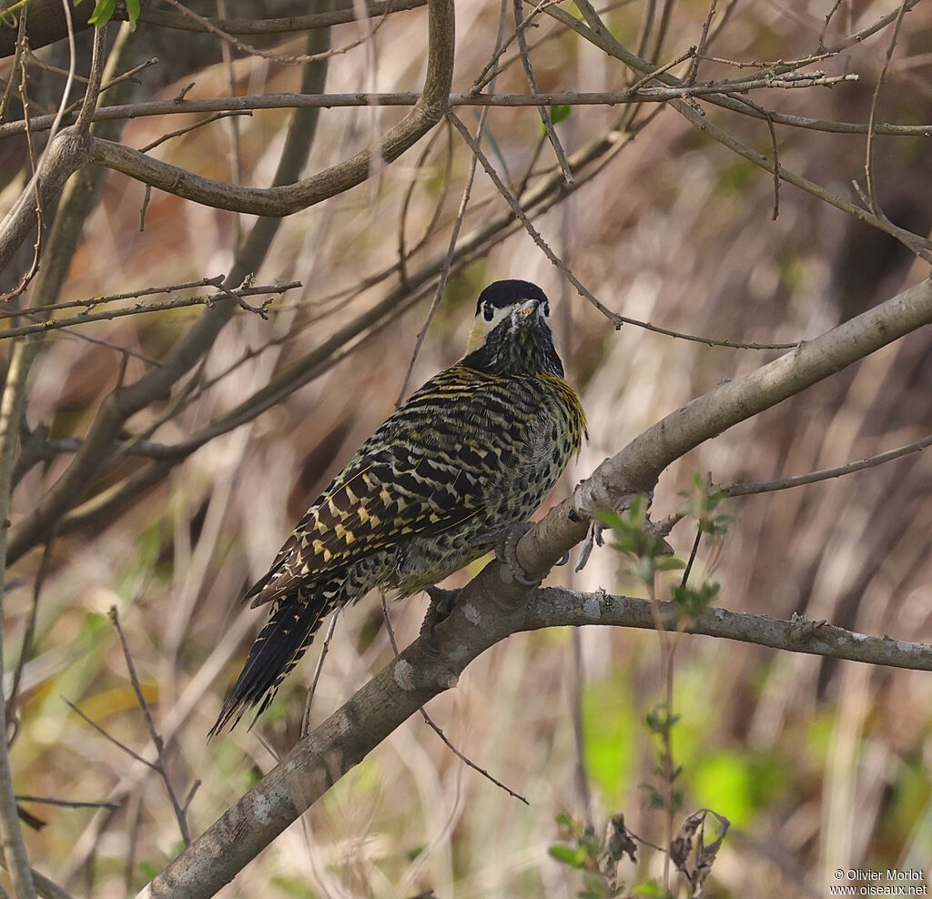 Green-barred Woodpecker female