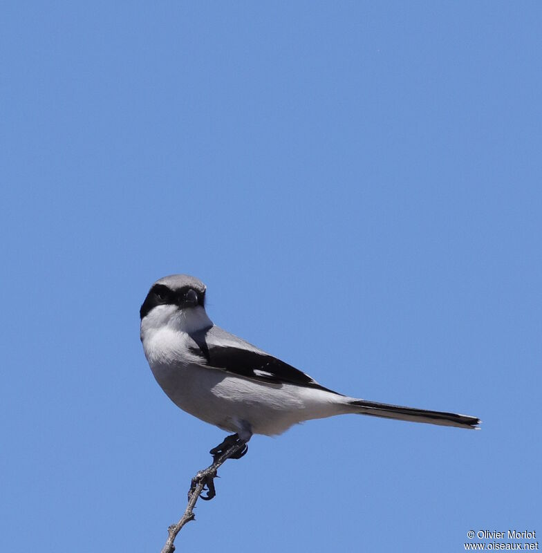 Loggerhead Shrike