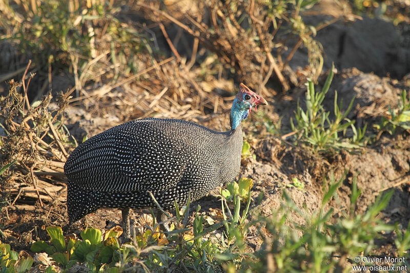 Helmeted Guineafowl