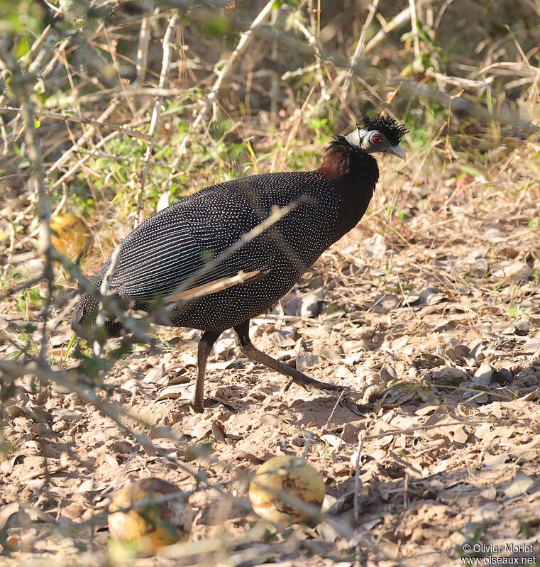 Eastern Crested Guineafowl