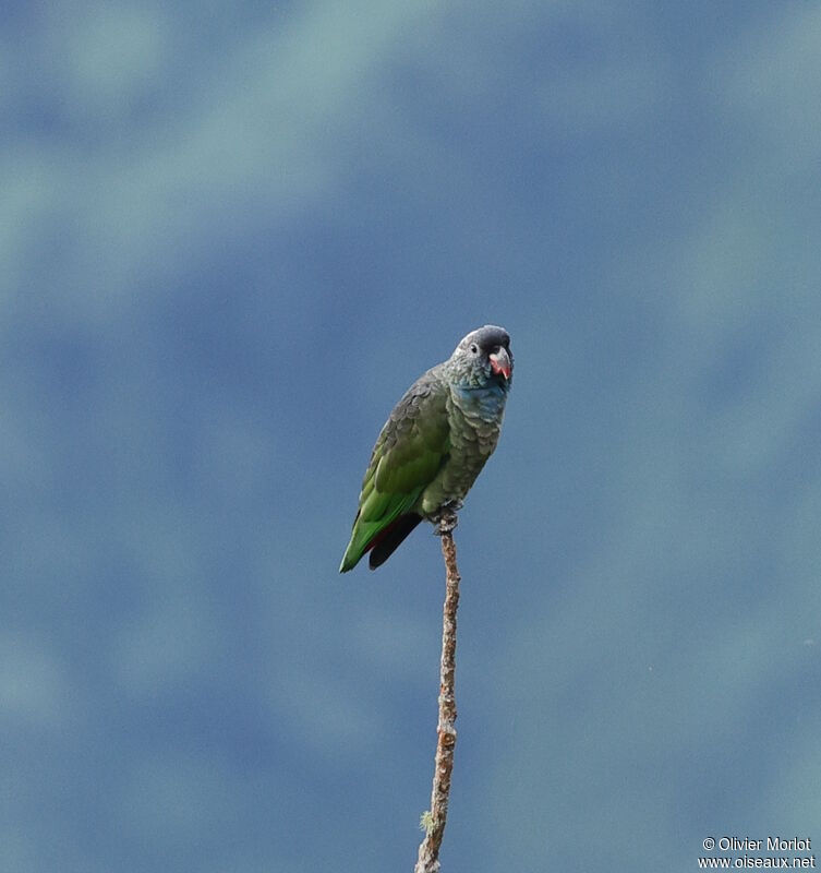 Red-billed Parrot