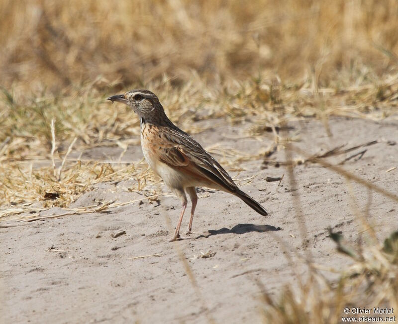 Pipit à dos uni