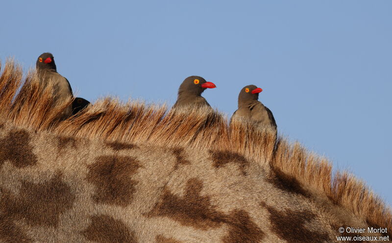 Red-billed Oxpecker