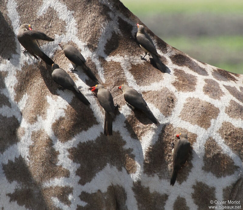 Red-billed Oxpecker