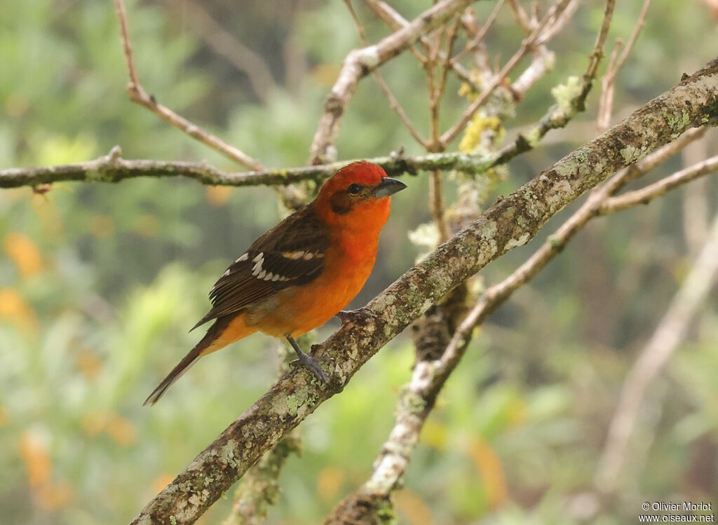 Piranga à dos rayé