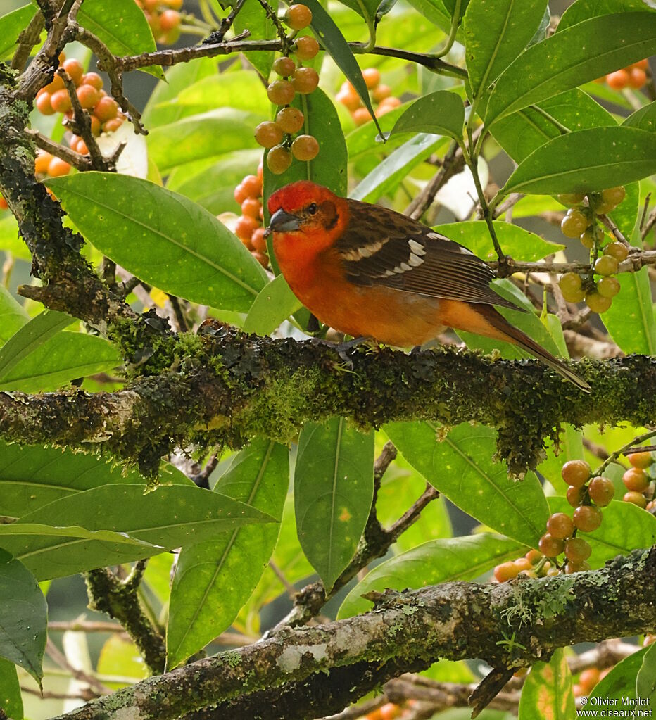 Piranga à dos rayé