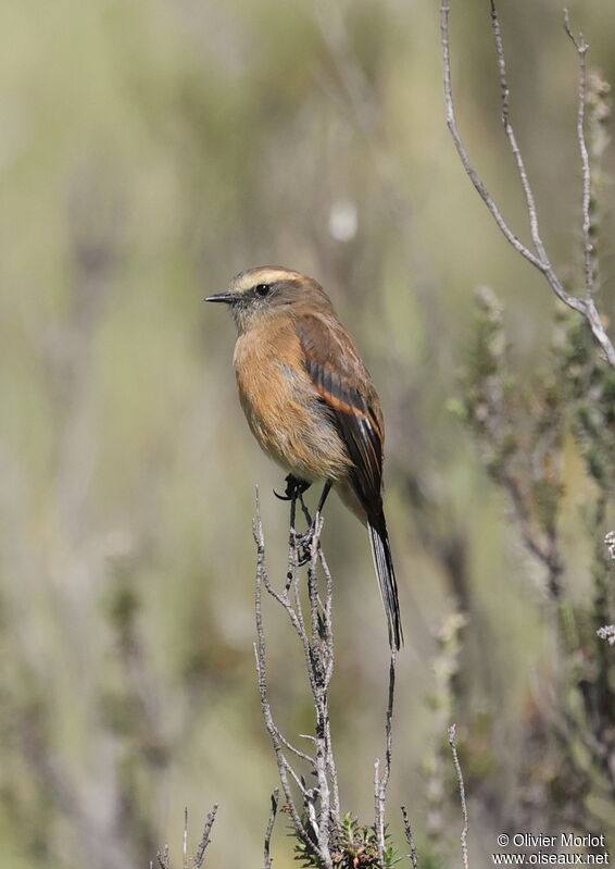 Brown-backed Chat-Tyrant