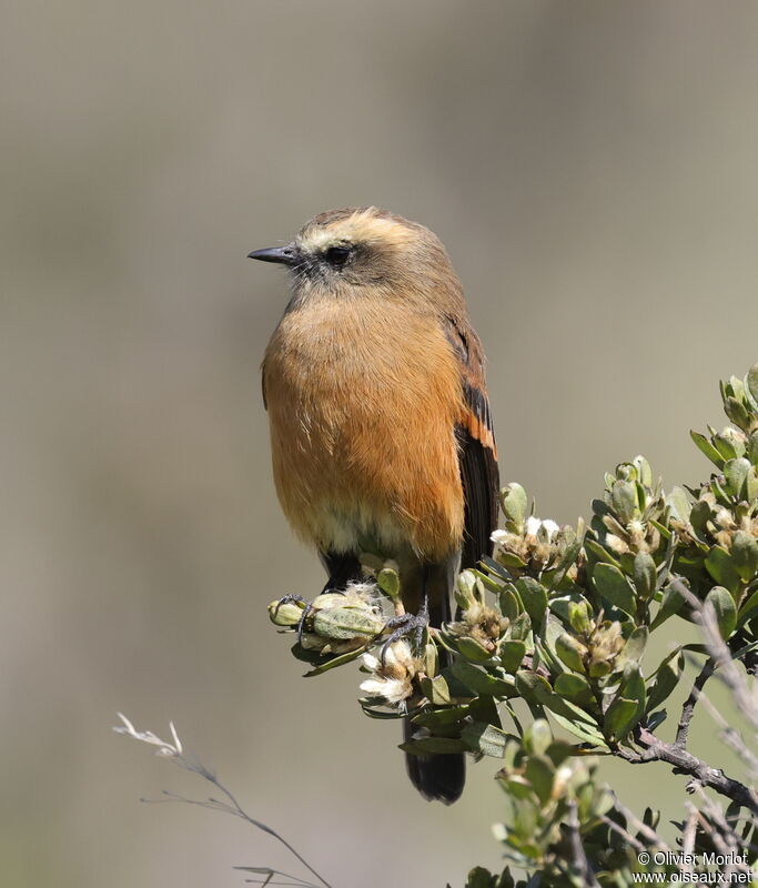 Brown-backed Chat-Tyrant