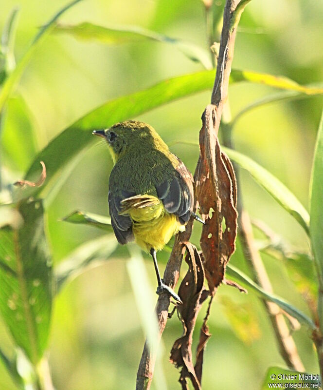 Platyrhynque à poitrine jaune