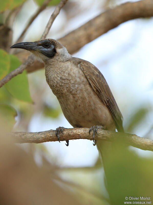 Little Friarbird